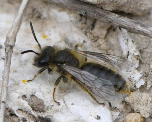 Andrena sp.